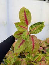 Load image into Gallery viewer, Aglaonema Jack Pot 4”
