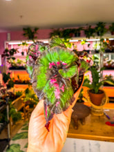 Load image into Gallery viewer, Begonia “Harmony’s Witch’s Cloak”, 4inch pot
