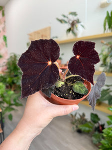 Begonia 'Night Eyes'