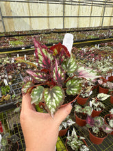 Load image into Gallery viewer, Begonia Harmony red star
