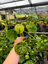 Load image into Gallery viewer, Pilea Peperemoides Mojito
