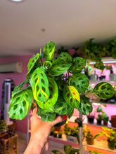Load image into Gallery viewer, Maranta Beauty Kim / Variegated Maranta 4”
