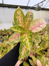 Load image into Gallery viewer, Aglaonema Black Aden 4”
