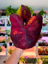 Load image into Gallery viewer, Caladium 105 Rare
