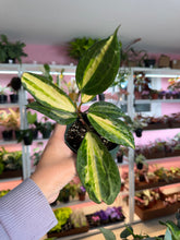 Load image into Gallery viewer, Hoya Macrophylla inner var”Pot of Gold”
