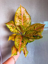 Load image into Gallery viewer, Aglaonema Orange Goldstar 6"
