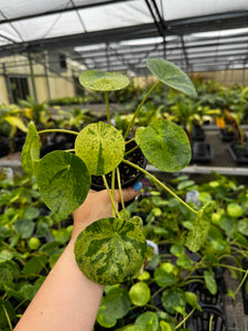 Pilea Peperemoides Mojito