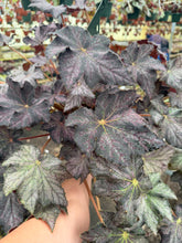 Load image into Gallery viewer, Begonia “Dean Turney” , 4"
