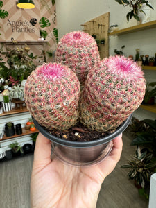 Echinocereus Rubispinus “Rainbow Hedgehog”, 4”