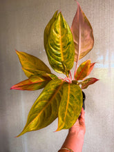 Load image into Gallery viewer, Aglaonema Mulan 4”
