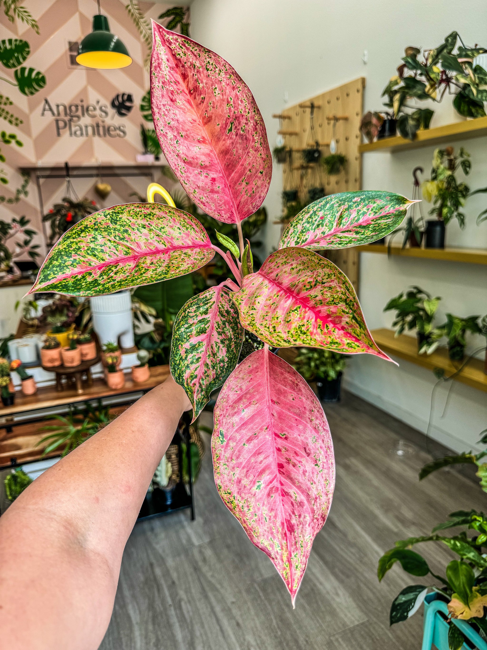 Aglaonema pictum 