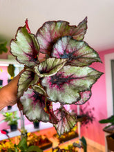 Load image into Gallery viewer, Begonia Rex “ Koala Red”
