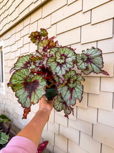 Load image into Gallery viewer, Begonia “Harmony’s Bloody Moon” Exact Plant
