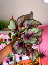 Load image into Gallery viewer, Begonia Rex “ Koala Red”
