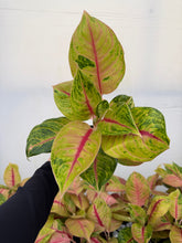 Load image into Gallery viewer, Aglaonema Jack Pot 4”
