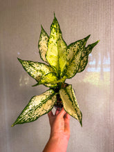 Load image into Gallery viewer, Aglaonema Paragon 4”
