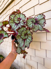 Load image into Gallery viewer, Begonia “Harmony’s Bloody Moon”, 4"
