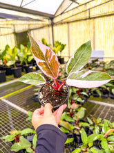 Load image into Gallery viewer, Philodendron Pink Lady Mutation
