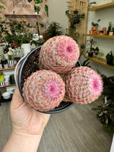 Load image into Gallery viewer, Echinocereus Rubispinus “Rainbow Hedgehog”, 4”
