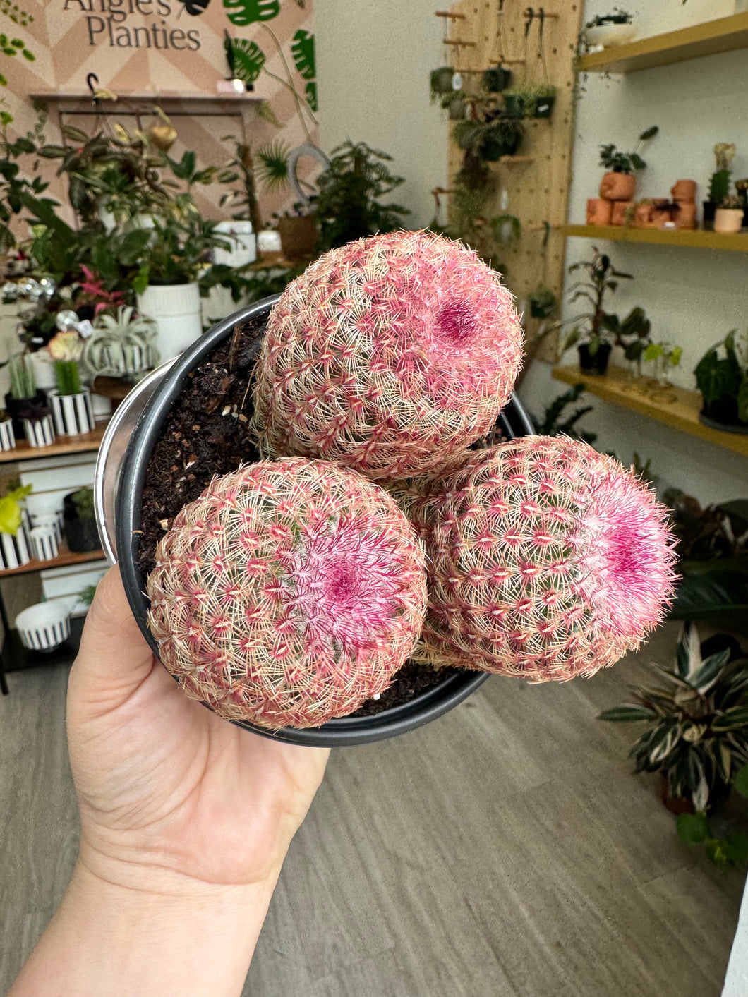 Echinocereus Rubispinus “Rainbow Hedgehog”, 4”