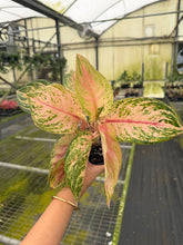 Load image into Gallery viewer, Aglaonema Nu Suntrala 4”
