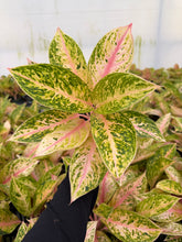 Load image into Gallery viewer, Aglaonema Black Aden 4”
