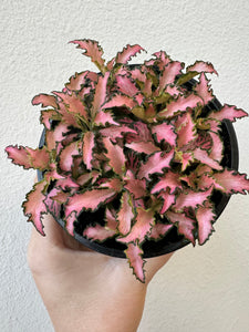 4" Fittonia Pink- New Hybrid