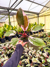 Load image into Gallery viewer, Philodendron Pink Lady Mutation
