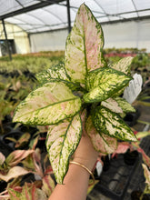 Load image into Gallery viewer, Aglaonema Candy Cotton

