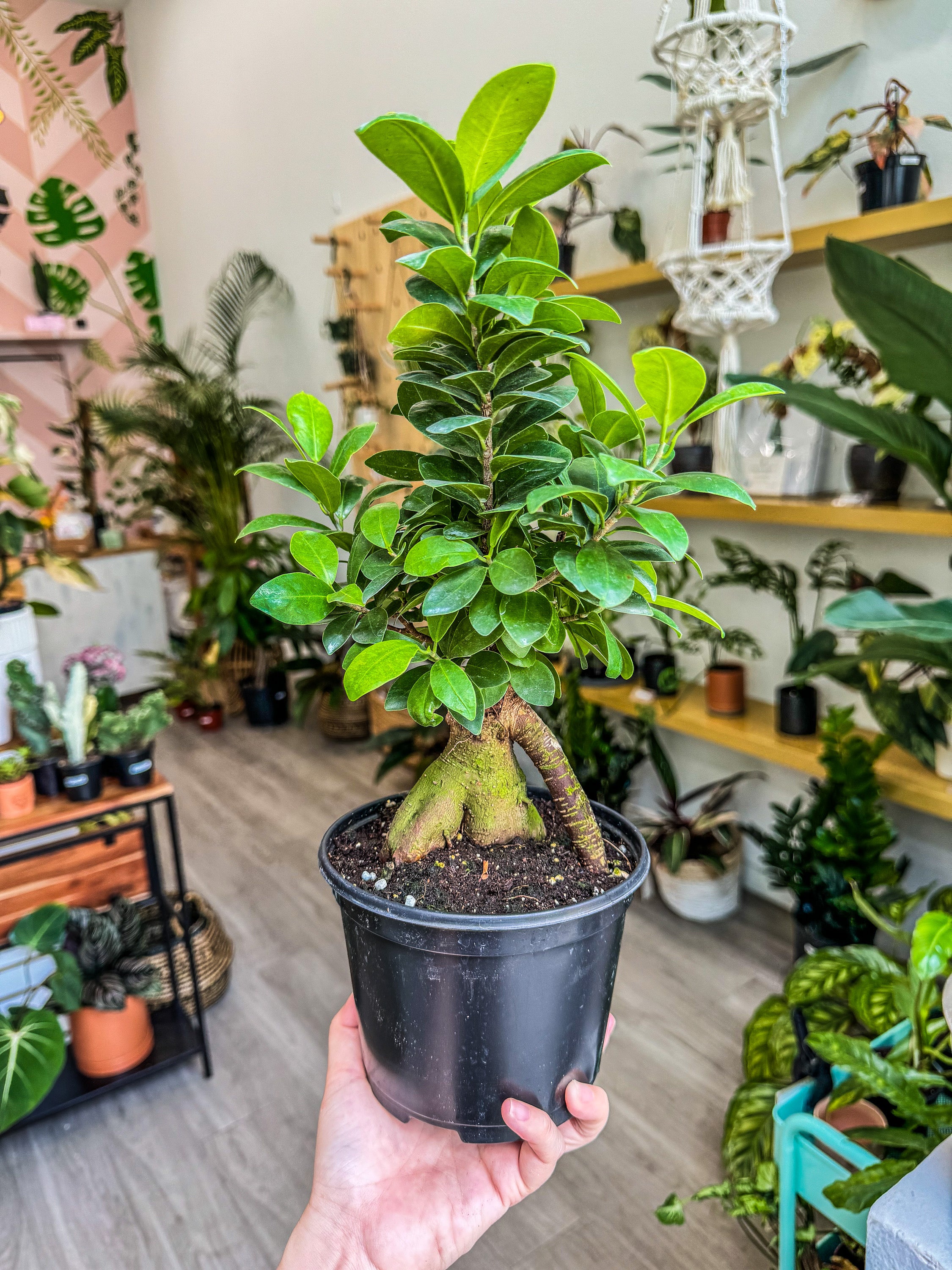 mondo verde bonsai Ginseng Ficus, 6” Pot – Angie's Planties