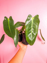 Load image into Gallery viewer, Philodendron Spiritus Sancti 4”
