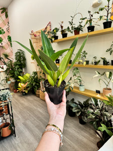 philodendron fatboy Philodendron Fat Boy 4” – Angie's Planties