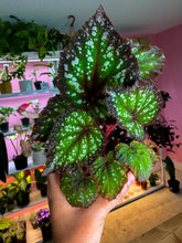 Load image into Gallery viewer, Begonia Rex “Nightfall”
