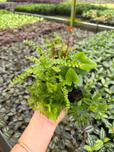 Load image into Gallery viewer, Mystery Fern Assortment 2” Mini plants
