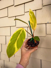 Load image into Gallery viewer, Philodendron “Shady Lady” 4" Rare Find

