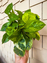 Load image into Gallery viewer, Pothos “Global Green” 4”
