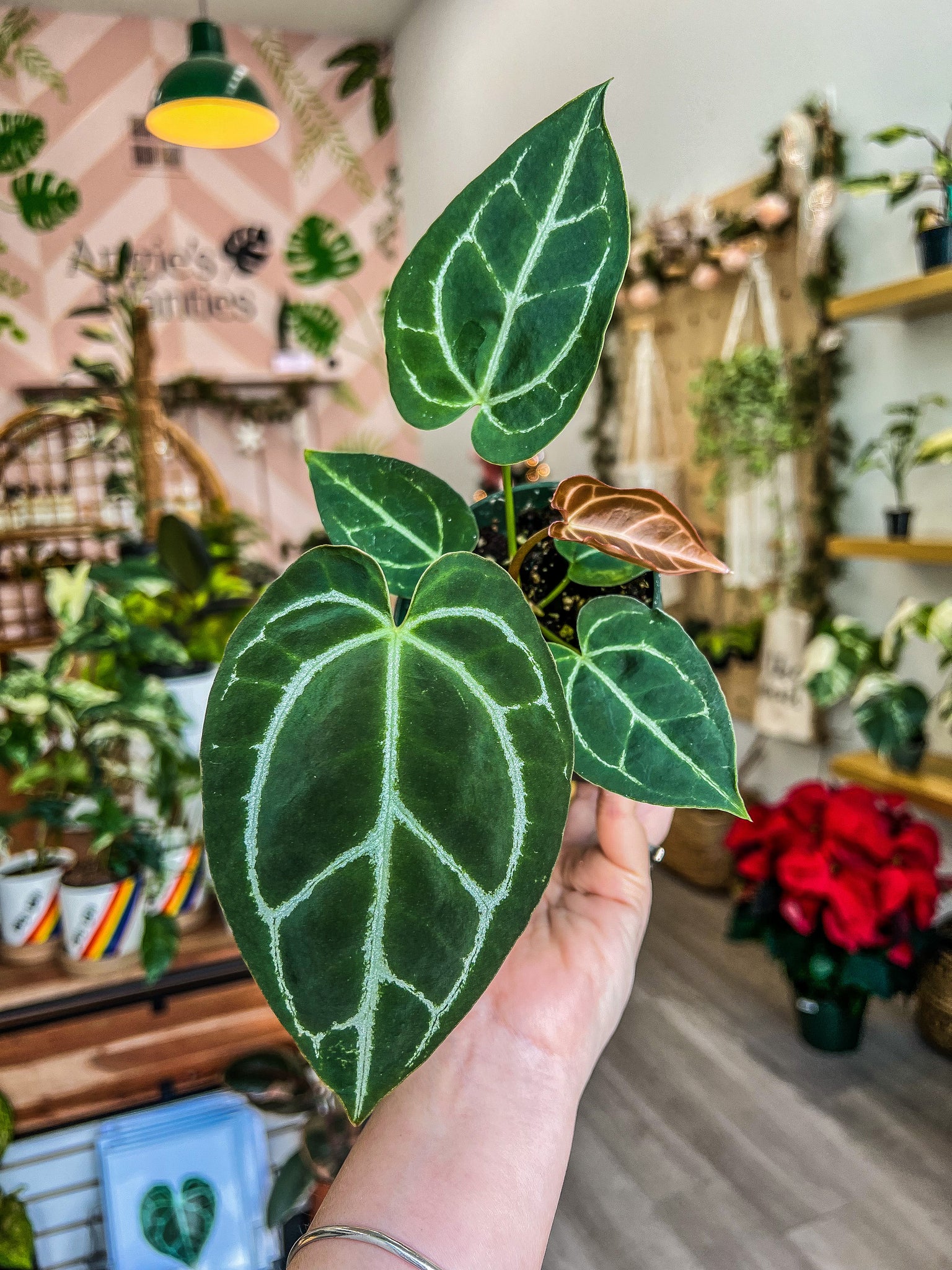 anthurium 15 4” Anthurium Crystallinum – Angie's Planties