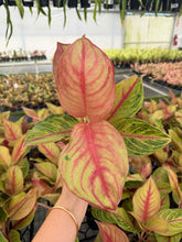Load image into Gallery viewer, Aglaonema Andini 4”
