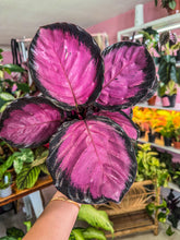 Load image into Gallery viewer, Calathea picturata Crimson, 6” Pot
