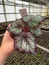 Load image into Gallery viewer, Begonia Rex “Harmony’s Cherry Bomb”
