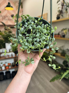 String of Nickels, Dischidia Nummularia Variegated