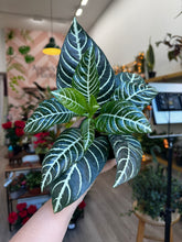 Load image into Gallery viewer, Aphelandra Dania (Zebra Plant)
