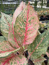 Load image into Gallery viewer, Aglaonema Fortune 4”
