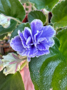 African Violet "Hunter’s Credence", 4” Pot