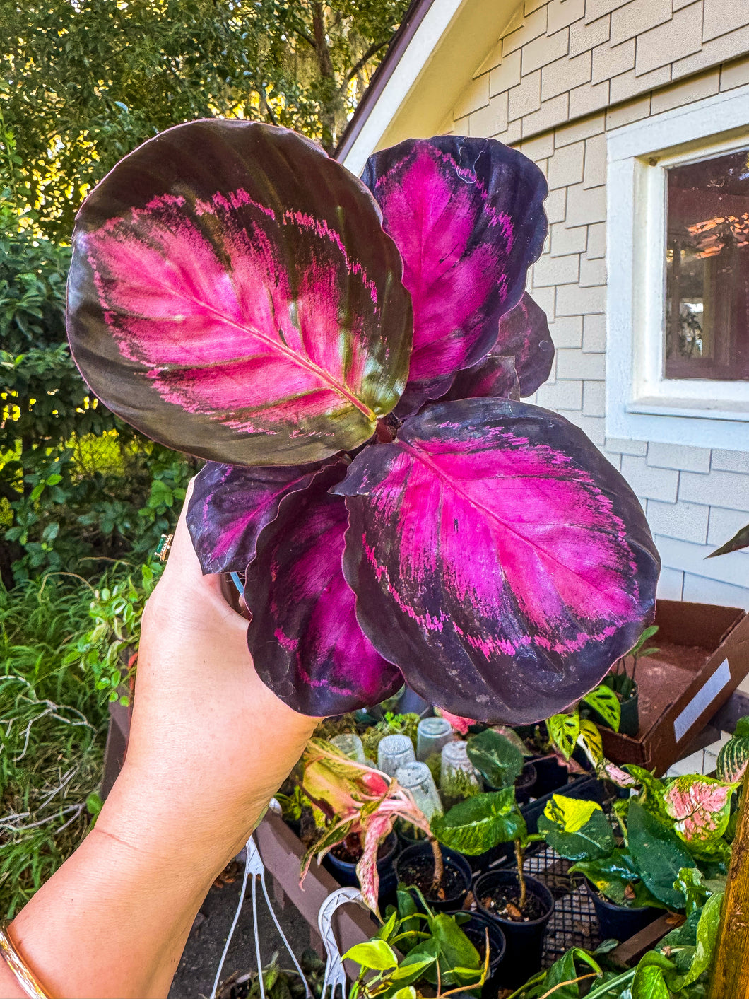 Calathea Crimson Rosy Pink, 4” Pot