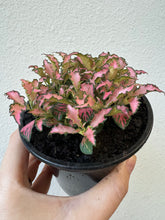 Load image into Gallery viewer, 4&quot; Fittonia Pink- New Hybrid
