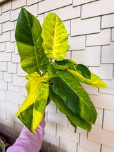 Load image into Gallery viewer, Philodendron Jungle Fever 6” exact plant
