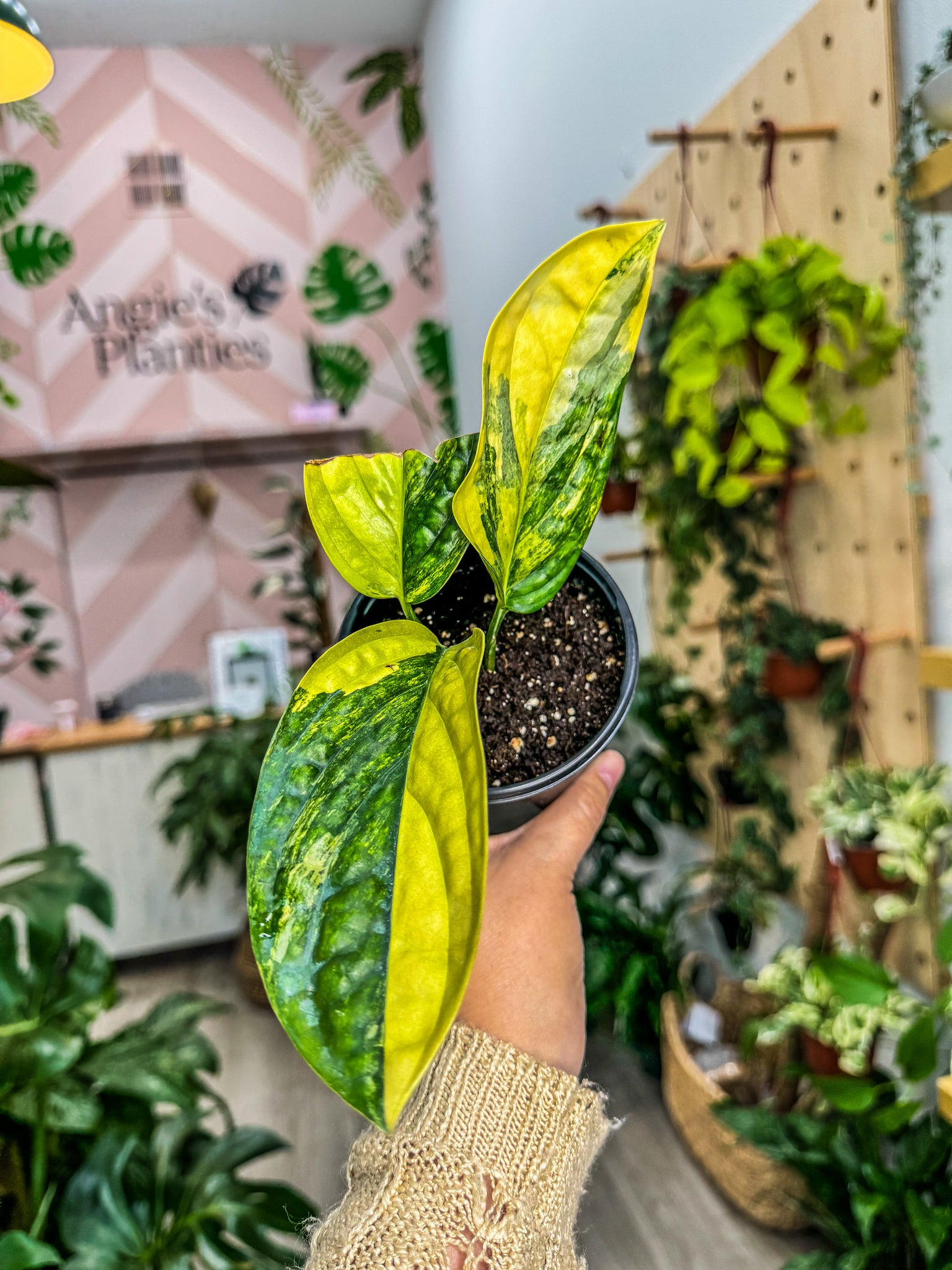 peru pothos Monstera Peru Aurea – Angie's Planties