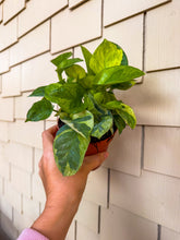 Load image into Gallery viewer, Pothos “Global Green” 4”
