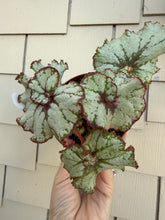 Load image into Gallery viewer, Begonia “Harmony’s Bloody Moon”, 4"
